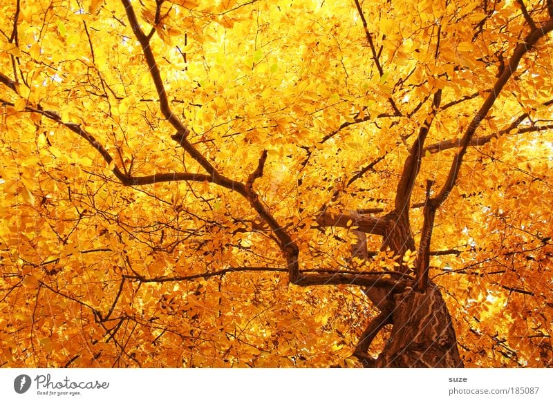 gold rush Environment Nature Autumn Tree Leaf Old To fall Esthetic Gold Emotions Time Autumn leaves Autumnal Seasons Deciduous forest Colouring Treetop
