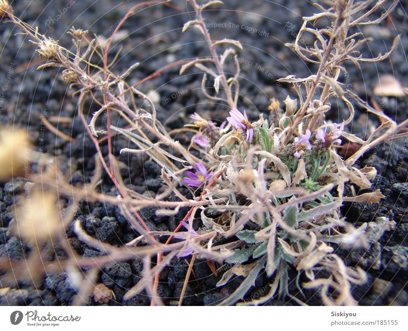 Nährboden Environment Nature Plant Earth Winter Flower Wild plant Park Rock Volcano Desert Stone Blossoming Growth Esthetic Success Uniqueness Natural Violet