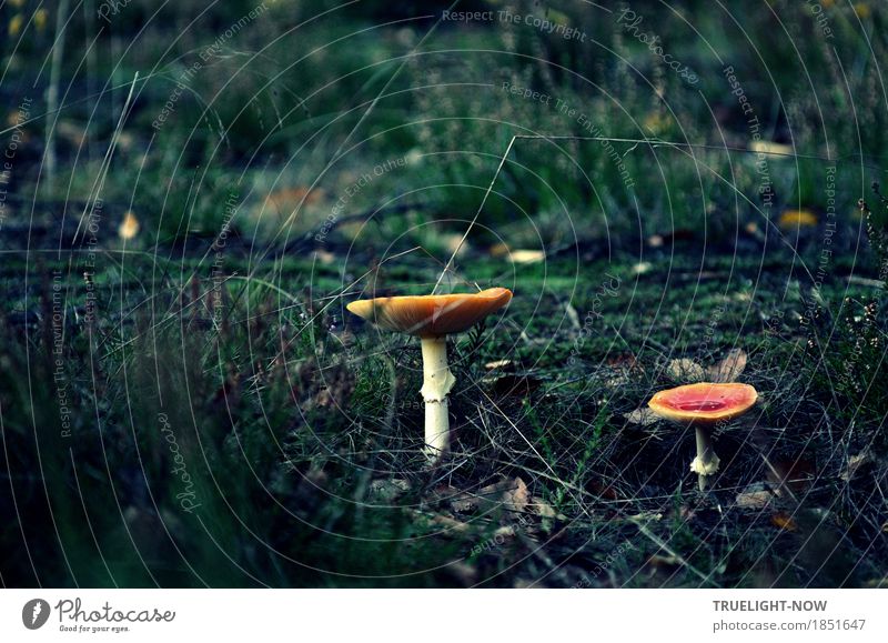 The time of mushrooms Nature Plant Earth Sand Autumn Grass Bushes Moss Wild plant "Mushrooms Fly agaric" Forest Green Violet Red White Power Surprise Dream
