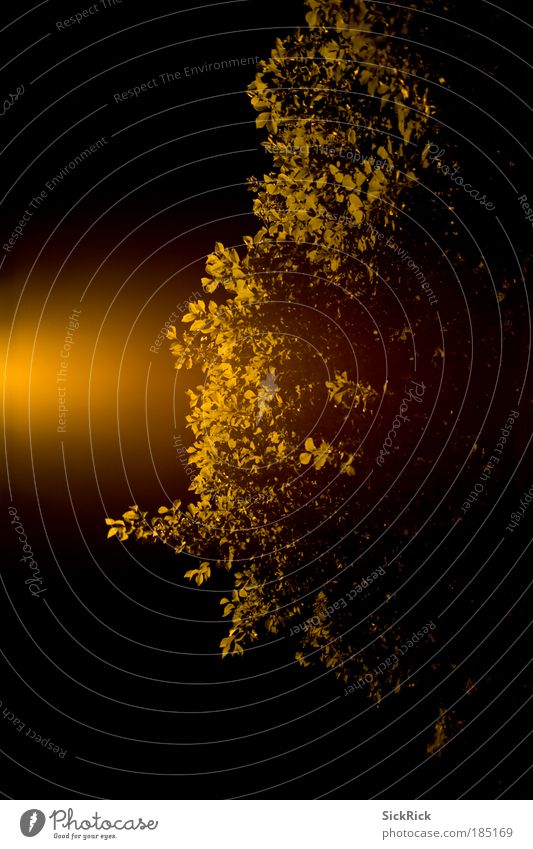 outlines Tree Leaf canopy Yellow Visual spectacle Shaft of light Night sky Silhouette Subdued colour Exterior shot Abstract Deserted Copy Space left