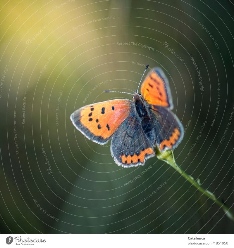 Small fire butterfly - a Royalty Free Stock Photo from Photocase