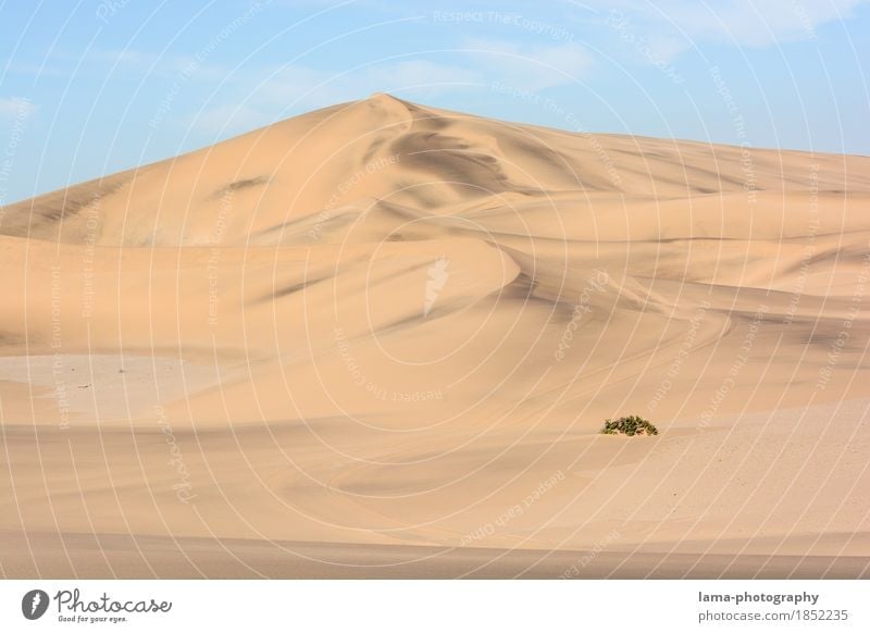Resistant Vacation & Travel Trip Adventure Far-off places Safari Expedition Sand Warmth Drought Bushes Foliage plant Desert Namib desert Dune Swakopmund Namibia