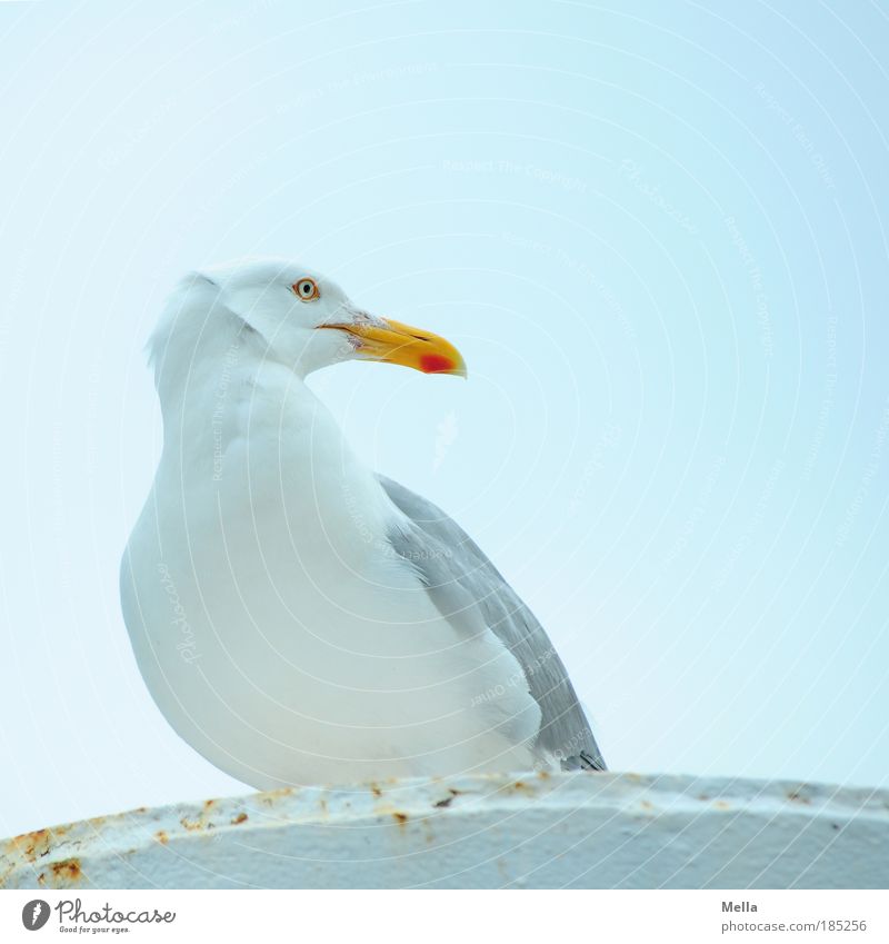 [KI09.1] Mr. Seagull himself Environment Animal Sky Bird Silvery gull Metal Bollard Crouch Looking Sit Curiosity Blue Patient Calm Interest Pride Break Beak