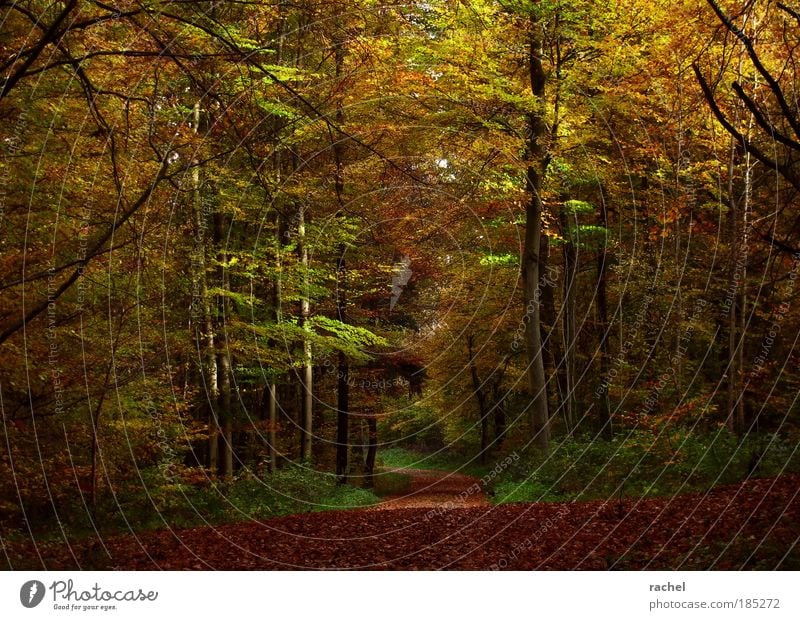Grimms Forest Environment Nature Autumn Tree Bushes Dream Deciduous forest Beech tree Birch tree Lanes & trails Leaf Footpath Autumn leaves Jinxed Comfortless