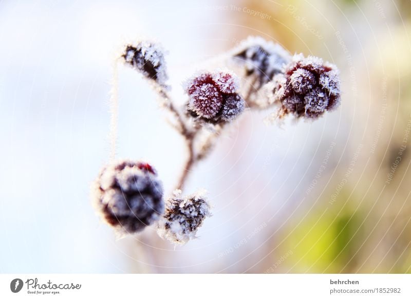 blackberry ice cream Nature Plant Autumn Winter Ice Frost Snow Snowfall Blackberry Fruit Garden Park Freeze Beautiful Cold Freeze to death Ice crystal