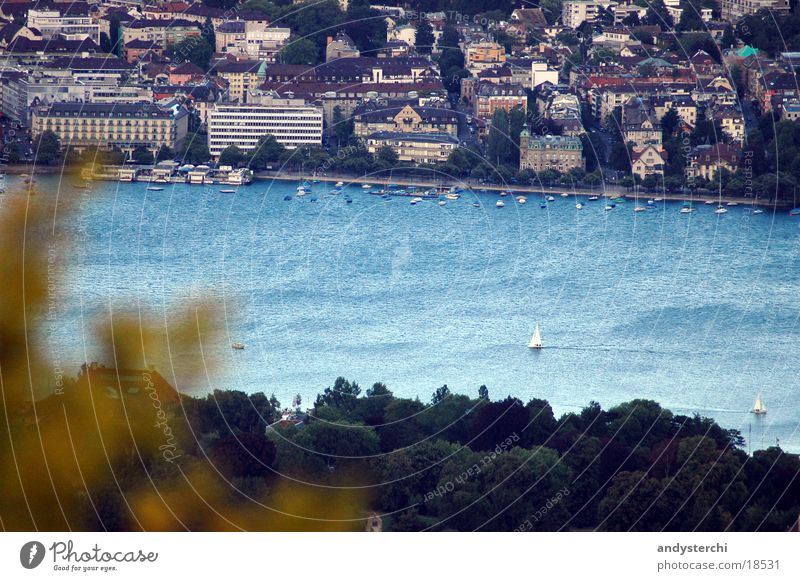 Lake Zurich Cold Tree Leaf Summer Water zürisee Blue Wind