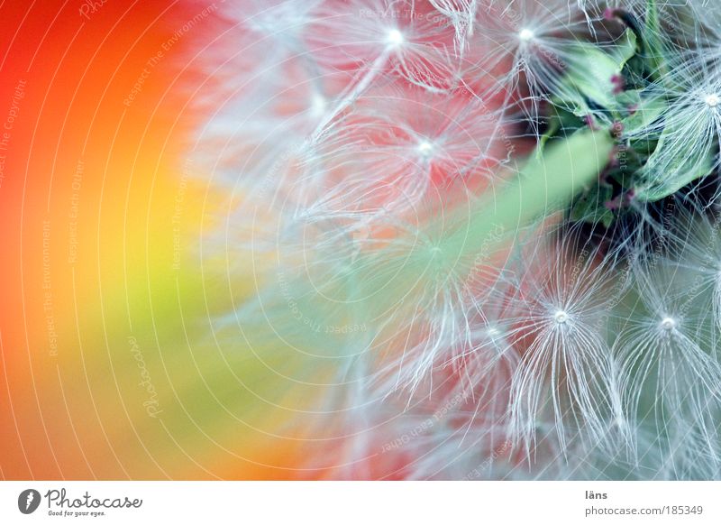 Dandelion dandelion Plant bleed Wild plant lowen tooth Uniqueness Transience Change Future Ready to start Colour photo Multicoloured Exterior shot Close-up