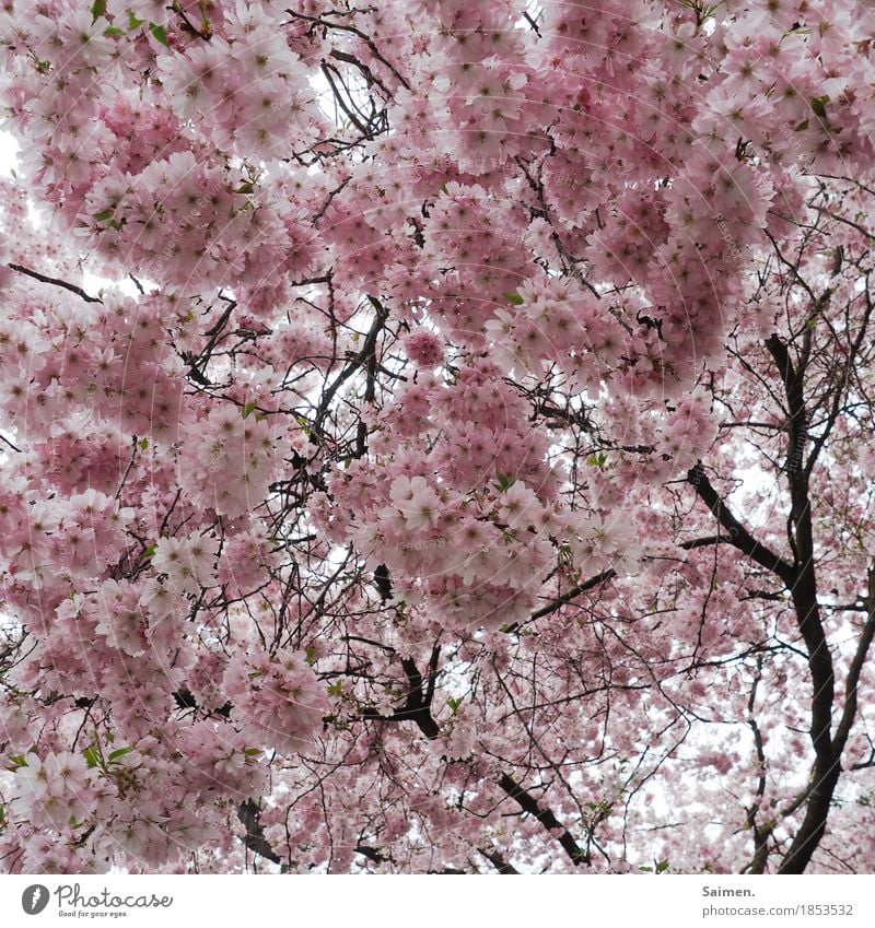 cotton candy tree Environment Nature Pink Almond blossom Almond tree Tree Branch Blossom Blossom leave Twigs and branches Colour photo Exterior shot Close-up