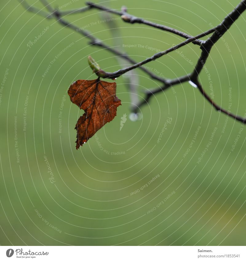 sadness Nature Bad weather Rain Tree Leaf Forest Sadness Grief Twigs and branches Branch Limp Colour photo Exterior shot Detail Deserted Copy Space bottom Day