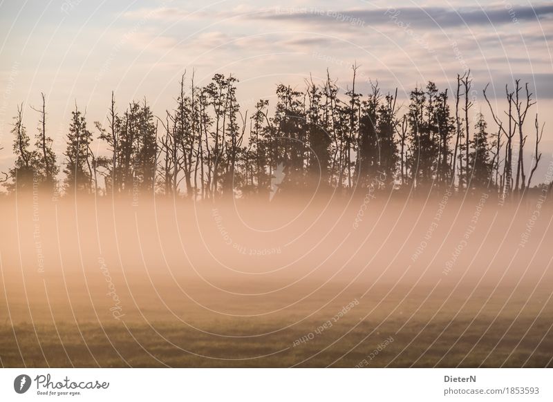 wafts of mist Landscape Earth Autumn Climate Fog Tree Field Green Pink Mecklenburg-Western Pomerania Colour photo Subdued colour Exterior shot Deserted