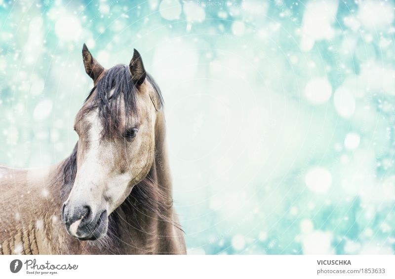 Winter horse Lifestyle Design Nature Sky Snow Animal Horse 1 Flag Moody Horse's head Snowfall Animal portrait Colour photo Exterior shot Copy Space right Day