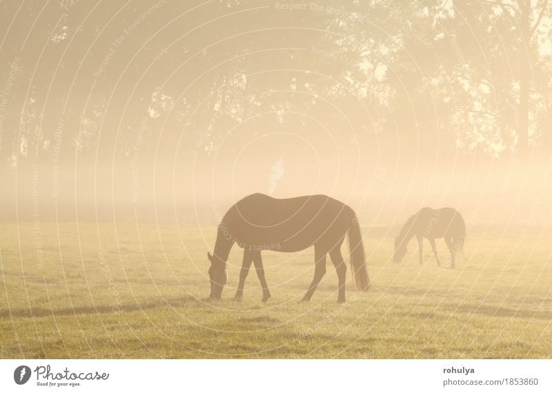 horses grazing on misty pasture at sunrise Summer Nature Landscape Animal Fog Grass Meadow Farm animal Horse To feed Serene Pasture Rural field
