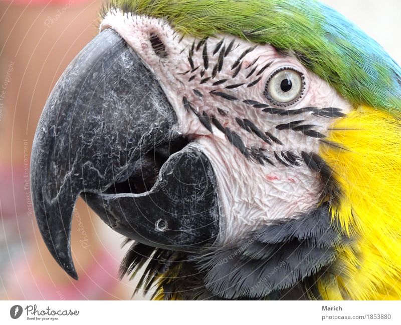 Portrait of a Yellow-chested Macaw Animal Bird Animal face Zoo Nature Curiosity yellow breast Parrots Tropical Looking into the camera Portrait photograph Beak