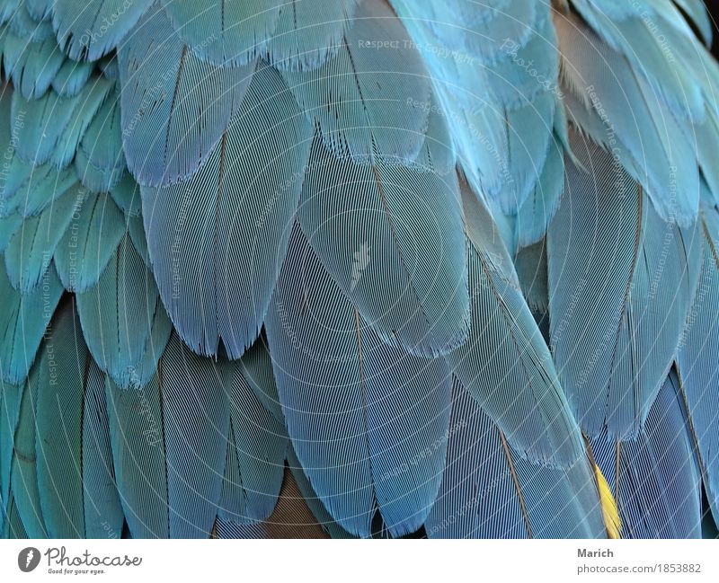 Feathers of a parrot Nature Animal Wild animal Bird Wing Zoo Elegant Exotic Near Blue Love of animals Inspiration parrot feathers Parrots Macaw