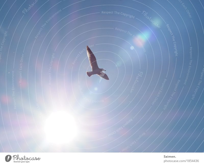 free flight Animal Wild animal Bird Wing 1 Flying Seagull Lens flare Hover Blue sky Freedom Infinite Hope Colour photo Close-up Copy Space left Copy Space right