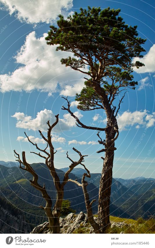 On the Rax Nature Elements Summer Beautiful weather Tree Alps Bright Kitsch Curiosity Joy Happiness Tourism rax Pine Blue sky Clouds Vantage point Colour photo