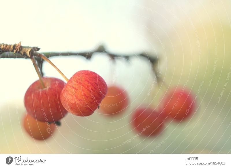 iced apples Autumn Fog Ice Frost Tree Wild plant Apple Garden Park naturally Brown Yellow Gray Orange Red Black Turquoise White Delicate Bright spot Light