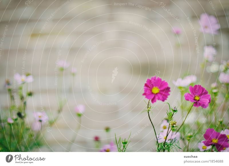 mauerBLÜMCHEN Wall (barrier) Flower Summer Plant Blossom Wild plant Nature Garden Bed (Horticulture) Town City life