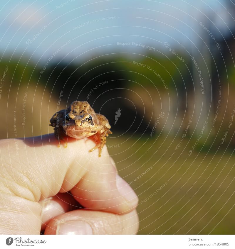 TACH! Environment Nature Animal Wild animal Frog 1 Observe Sit Hand Fingers Frog Prince Colour photo Subdued colour Exterior shot Close-up Copy Space right