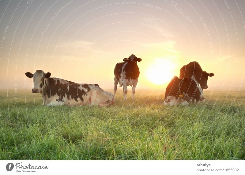 few cows on relaxed on pasture at sunrise Relaxation Summer Sun Nature Landscape Animal Sky Beautiful weather Fog Grass Meadow Farm animal Cow Sleep Blue Green