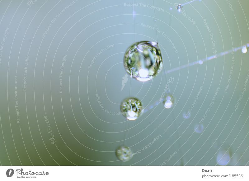 Drops for ti.Na Water Autumn Rain Fluid Spider's web cobweb pearls Colour photo Subdued colour Exterior shot Copy Space left Flash photo Light