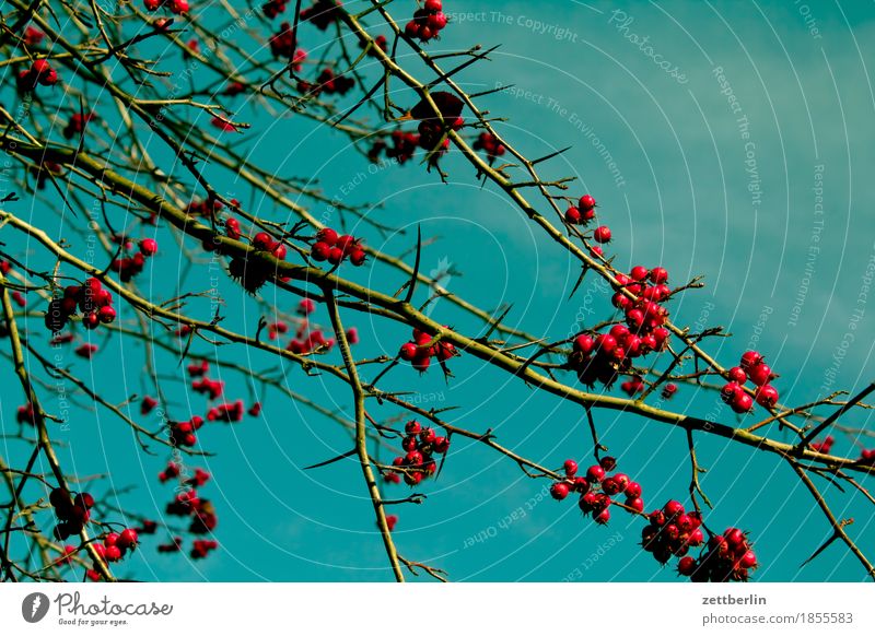 berries Berries Bushes Branch Twig Tree Plant Garden Park Rawanberry Fruit Harvest Autumn Sky Copy Space Deserted Red Cherry Ornamental cherry Juniper Nature