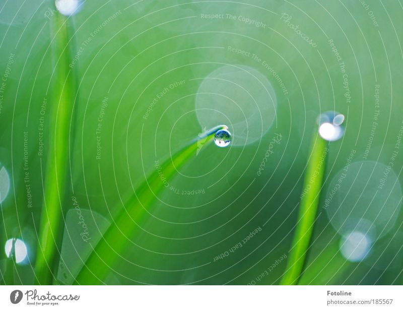 morning dew Environment Nature Landscape Plant Earth Water Drops of water Spring Summer Autumn Climate Beautiful weather Grass Foliage plant Esthetic Wet Dew