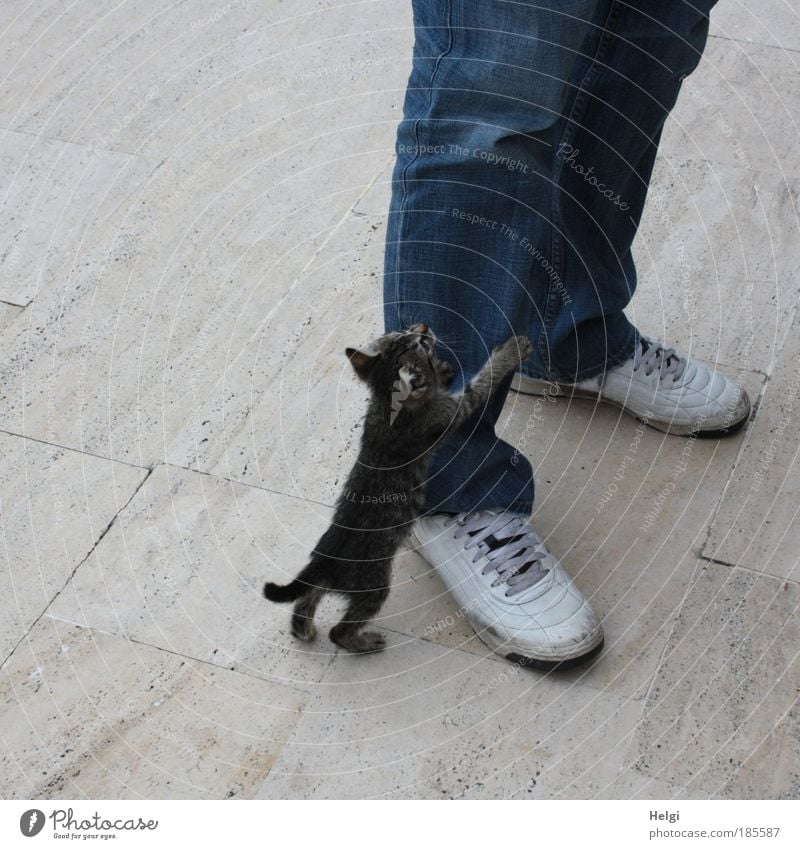 young kitten holds on to a man's leg in jeans and shoes Human being Masculine Legs Feet 1 Clothing Pants Footwear Sneakers Animal Pet Cat Baby animal Stone