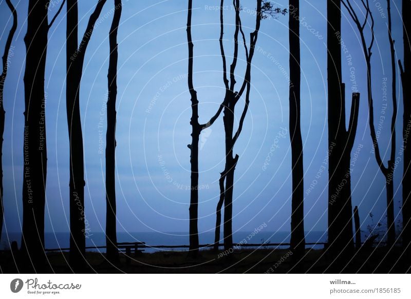 Baltic Sea coast with beech trunks from the ghost forest Silhouette Blue Black Bench Ocean Dark Evening trees Book tall Crutch Nature Landscape Graphic