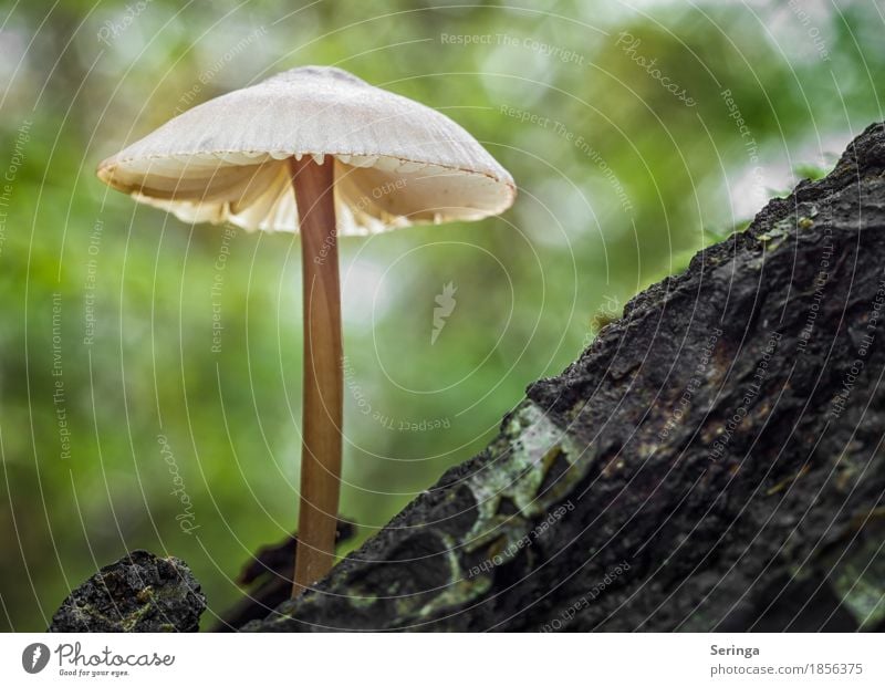 Lonely Mushroom Environment Nature Landscape Plant Animal Autumn Tree Grass Moss Park Forest Growth Illuminate Beatle haircut Mushroom cap Mushroom picker