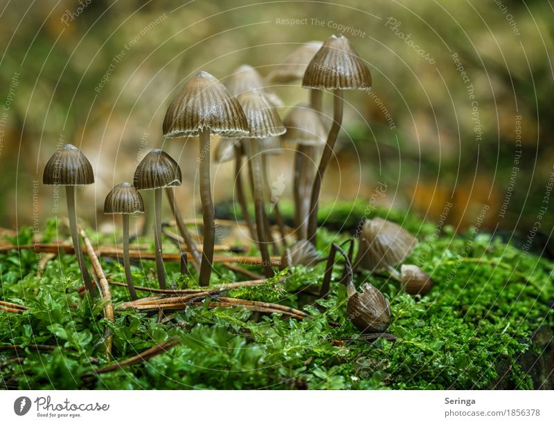 extended family Environment Nature Landscape Plant Animal Autumn Grass Moss Park Forest Growth Mushroom Mushroom cap Beatle haircut Mushroom picker