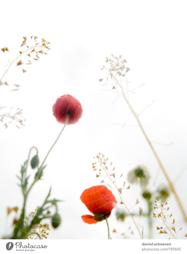 midsummer Plant Sunlight Spring Summer Blossom Meadow Esthetic Bright Red White Nature Growth Flower meadow Poppy Poppy blossom Grass Light Worm's-eye view