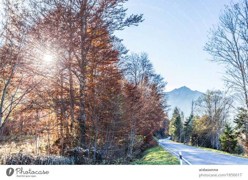 Bavaria Landscape Forest Mountain Alps Traffic infrastructure Street Contentment Romance Peaceful Autumn Colour photo Exterior shot Deserted Day Sunlight