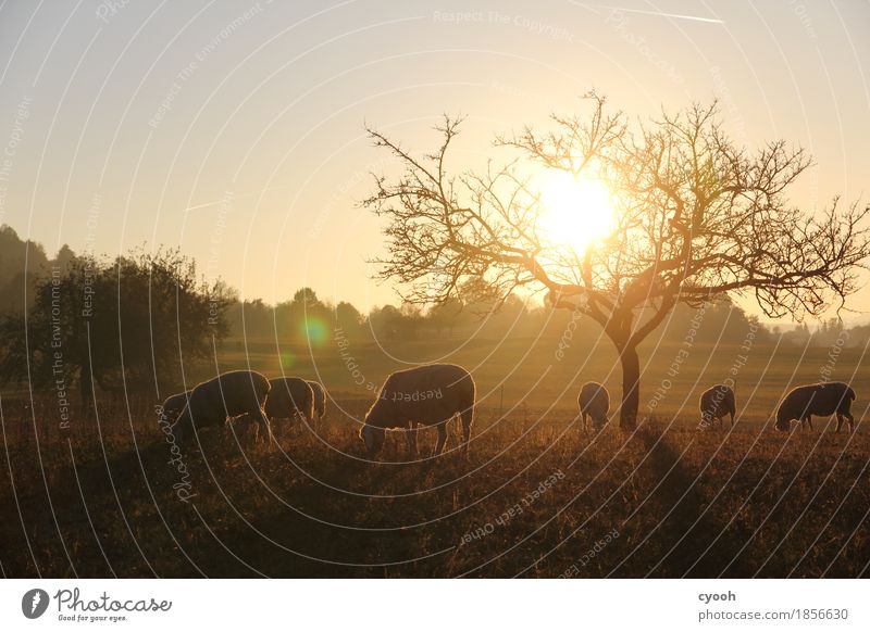 Sheep idyll at sunset Nature Landscape Autumn Meadow Farm animal Herd To feed Illuminate Dark Free Healthy Together Sustainability Natural Soft Serene Calm