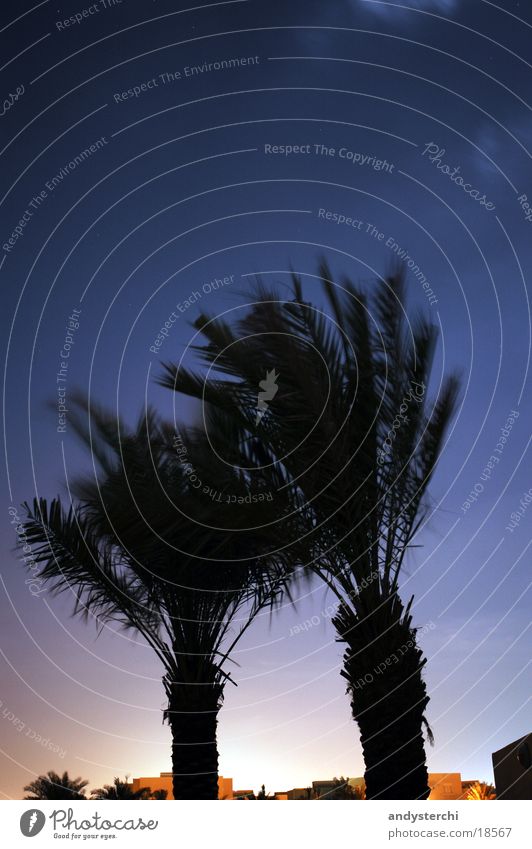Bright horizon Palm tree Tree Horizon Dubai United Arab Emirates Night Constellation Sky smaller car Silhouette