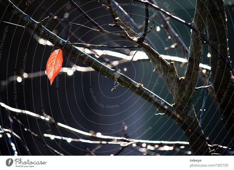 lone fighters Nature Plant Autumn Tree Bushes Cold Red Moody Hope Ease Environment Transience Leaf Autumn leaves To fall Branch Survive Day Colour photo