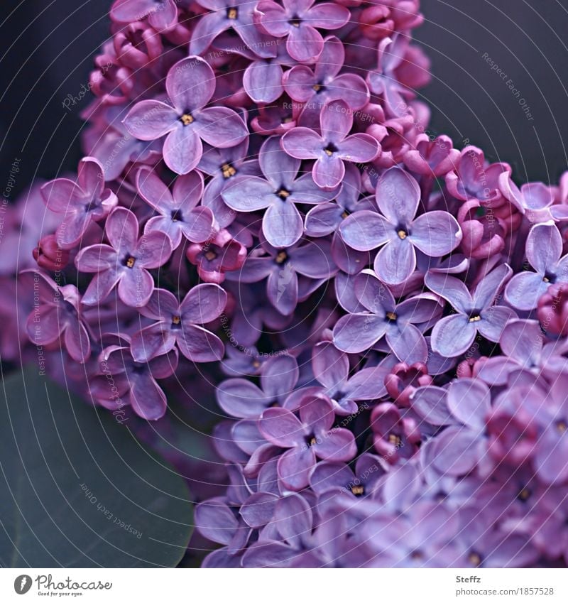 let it be spring lilac lilac blossoms Lilac bush Syringa Lilac scent spring blossoms Lilac color ornamental shrub syringa vulgaris Romance Blossom heyday