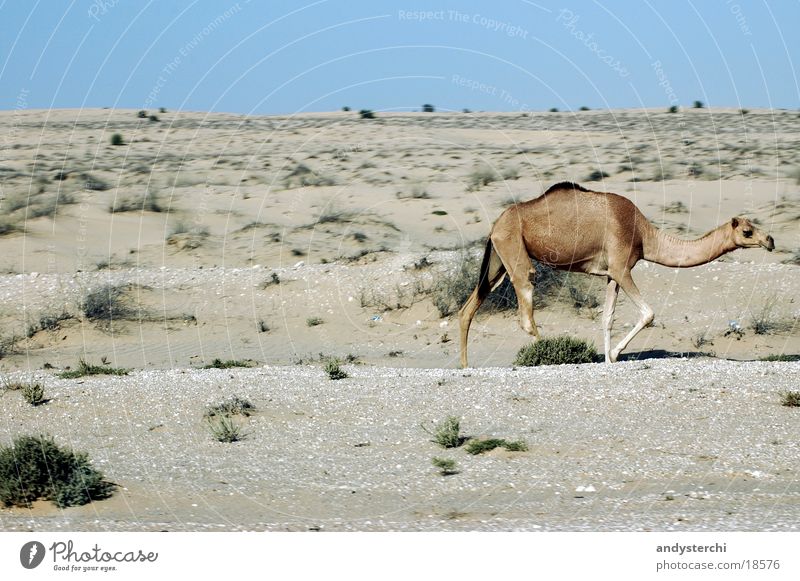 Free-running camel Dromedary Camel Dubai Animal Hot Transport Wild animal Desert hatta Sand Beach dune