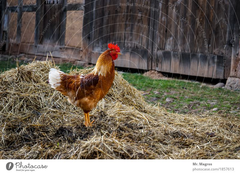 cock Nature Animal Zoo 1 Pride Colour photo Exterior shot Day Sunlight Shallow depth of field Long shot Animal portrait Full-length Profile