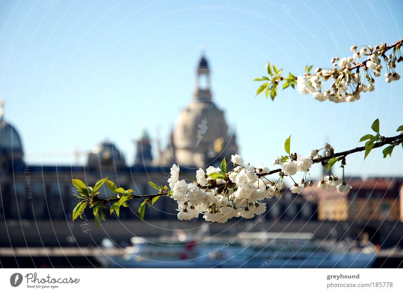 Florence on the Elbe in spring Nature Cloudless sky Tree Blossom Old town Skyline Deserted Church Tourist Attraction Landmark Frauenkirche Culture Colour photo