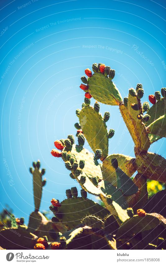 Prickly pears (Opuntia ficus-indica) Fruit Vegetarian diet Exotic Nature Plant Sky Cactus Fresh Natural Juicy Thorny Yellow Green Red Colour Fig cactus food