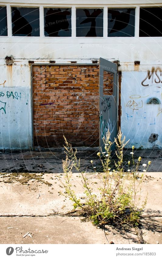 The gateway to the world Nature Plant Foliage plant Wild plant Deserted House (Residential Structure) Manmade structures Building Architecture Hall