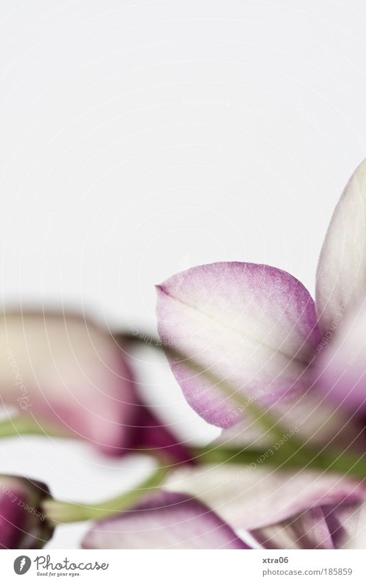 orchid Flower Orchid Blossom Esthetic Delicate Smooth Colour photo Subdued colour Interior shot Close-up
