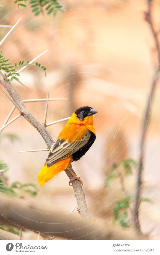 Northern Red Bishop Weaver Environment Nature Animal Bushes Leaf Branch Thorn Prickly bush Desert Wild animal Bird Animal face Wing Claw Zoo 1 Exotic Small Cute