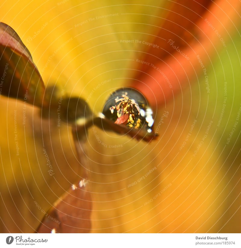 Happy birthday, Photocase! Environment Nature Plant Drops of water Autumn Leaf Yellow Gold Silver Damp Wet Autumnal Orange Round Colour photo Exterior shot