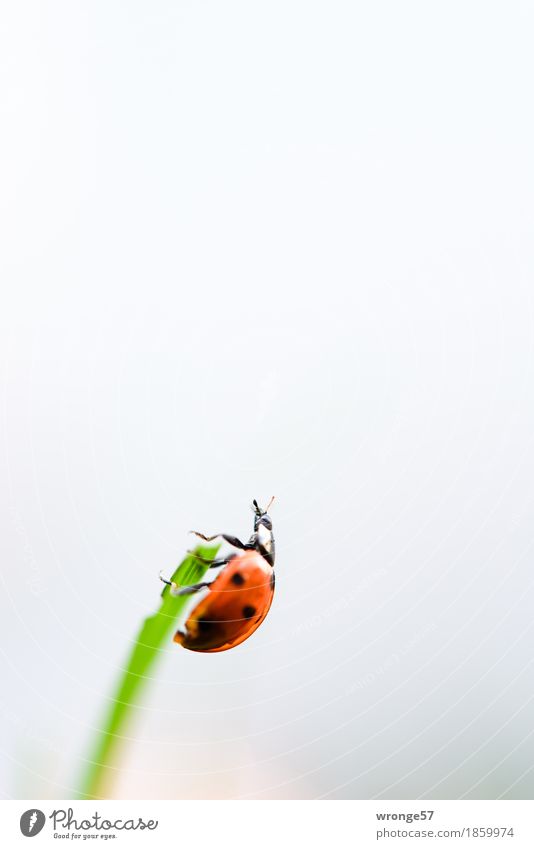 Arrived at the top Animal Farm animal Wild animal Beetle Ladybird 1 Crawl Small Gray Green Red Black White Insect Blade of grass Climbing Above Portrait format