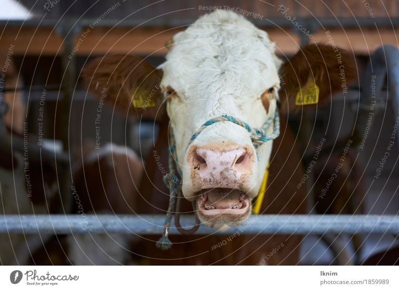plaintive cow Farm animal Cow 1 Animal Illness Pain Fear Perturbed Aggravation Animosity Deplorable Keeping of animals Intensive stock rearing Cowshed Rural