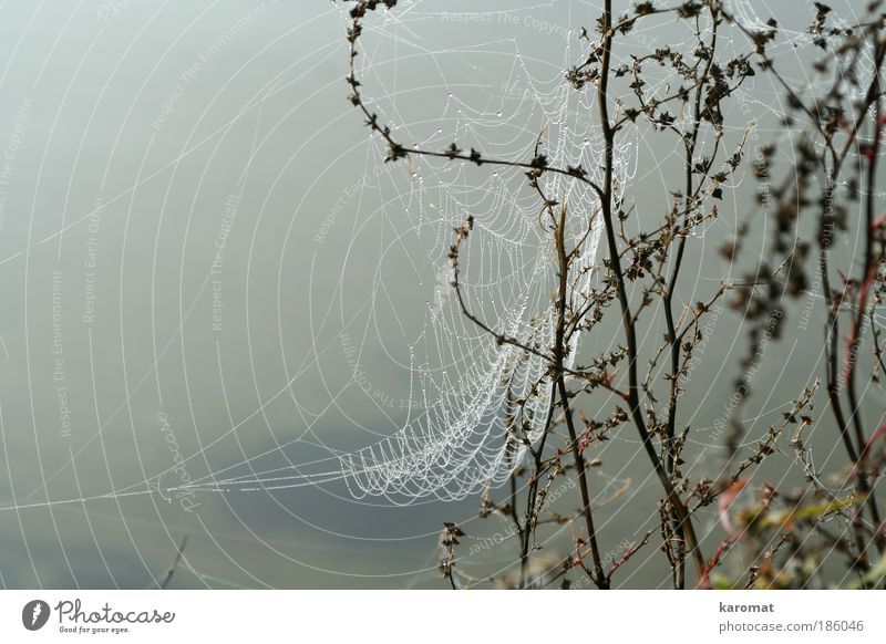 spider webs Nature Water Drops of water Island Rügen Spider Net Gloomy Gray Sadness Loneliness Dew island rebuke Spider's web shrub Dawn Subdued colour