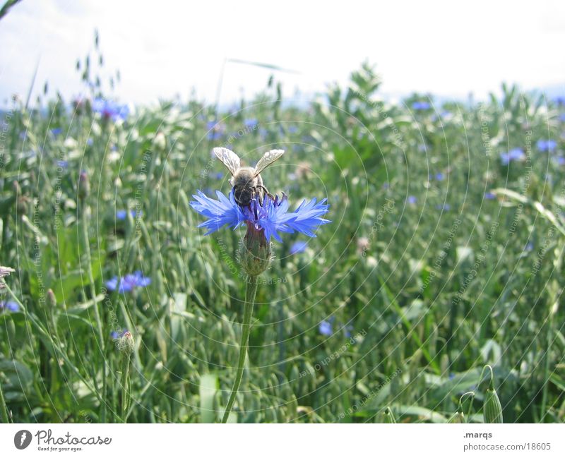 Bee and flower Summer Nature Animal Flower Meadow Field Transport Blue Green Clarify Sprinkle wild meadow marqs Colour photo