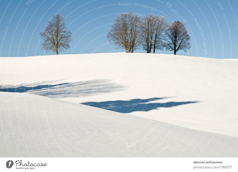 sinking snow line ! Plant Cloudless sky Winter Climate Beautiful weather Ice Frost Snow Tree Blue White Calm Black Forest Light Shadow Silhouette Sunlight